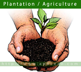Plantation / Agriculture